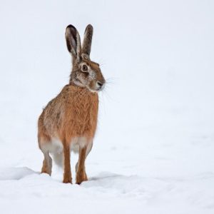 Snowy Hare Christmas Card