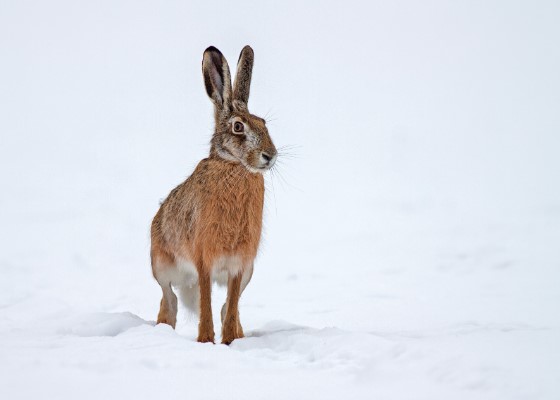 Snowy Hare Christmas Card
