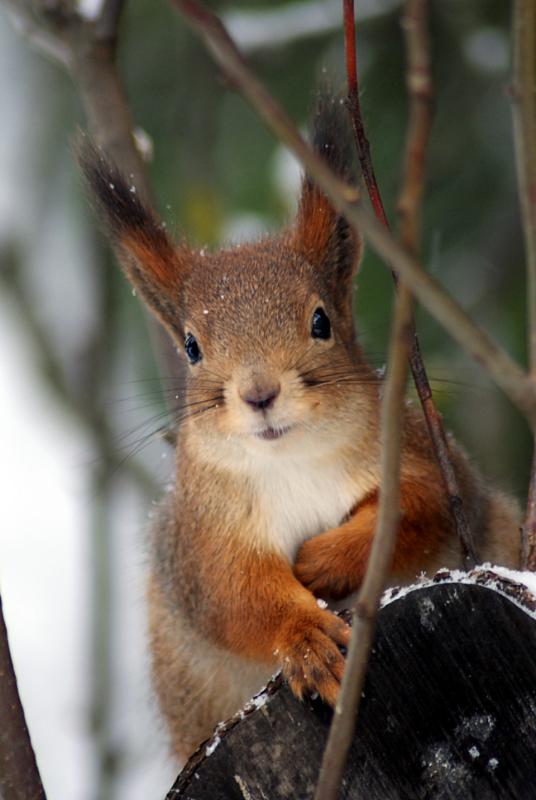 Winter Squirrel in Forest Christmas Card