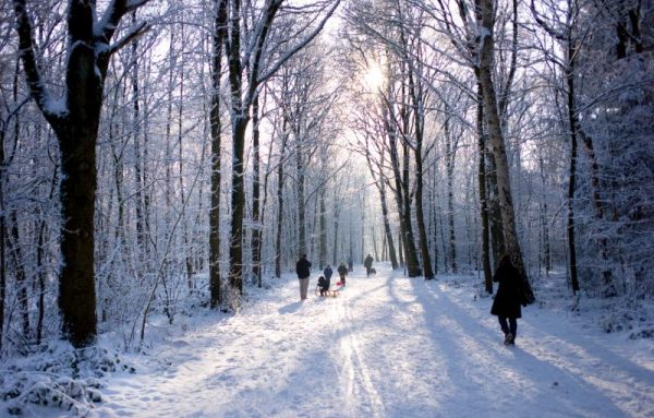 Snowy Woodland Family Walk Christmas Card
