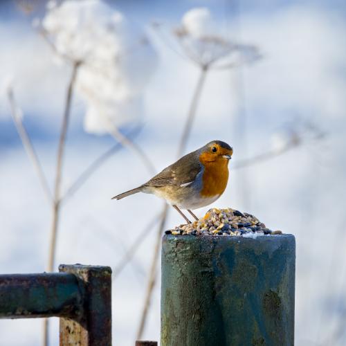British Robin on Snowy Fence Post Christmas Card