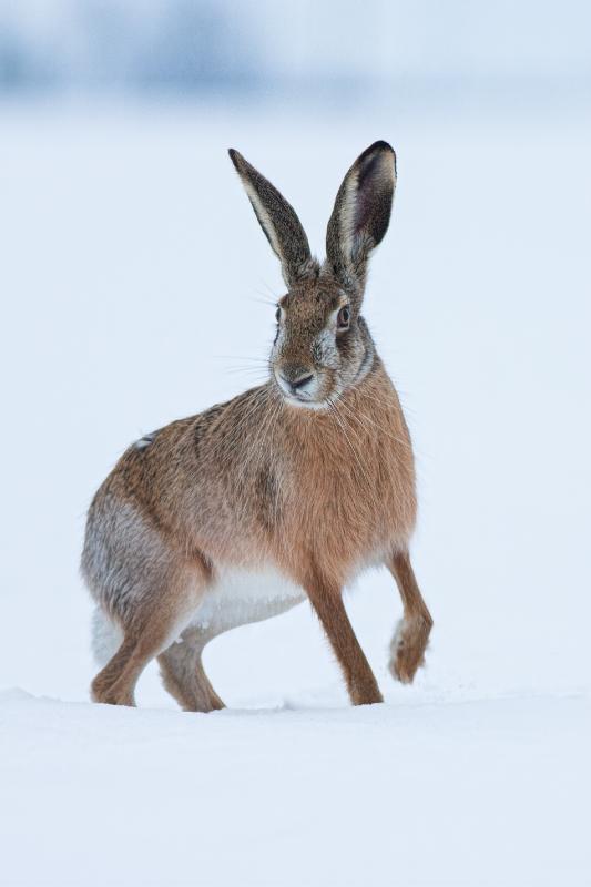 Winter Hare in Snow Christmas Card