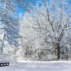 Bench Beneath Snowy Trees Christmas Card