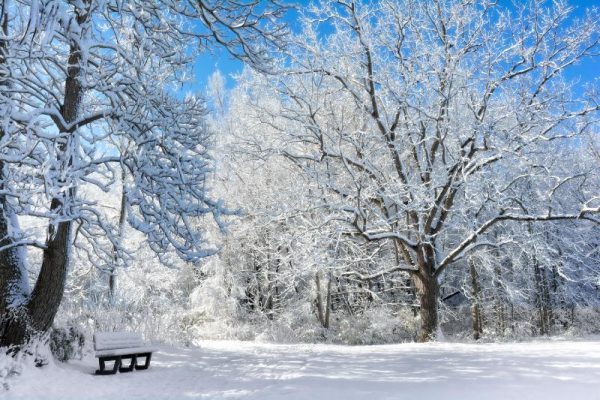 Bench Beneath Snowy Trees Christmas Card