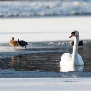 Swan on a Frozen Winter Lake Christmas Card
