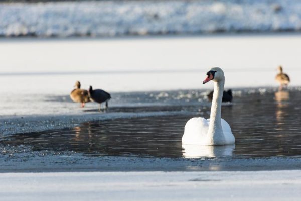 Swan on a Frozen Winter Lake Christmas Card