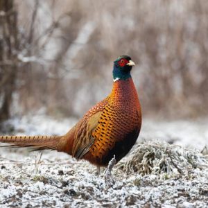 Festive Pheasant in Snowy Field Christmas Card