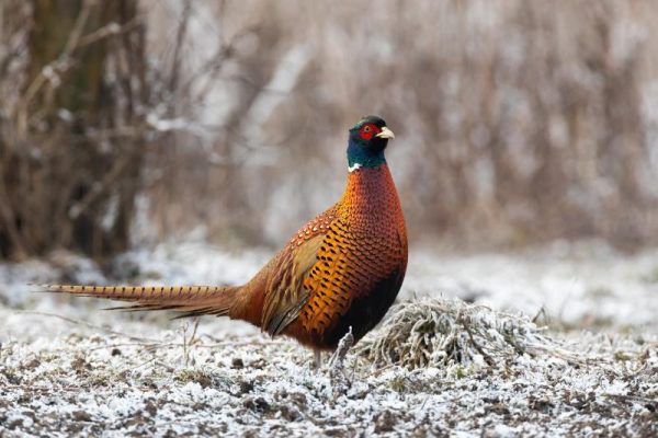 Festive Pheasant in Snowy Field Christmas Card