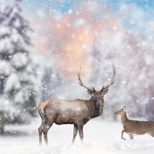 Stag and Doe in Falling Snow Christmas Card