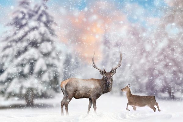 Stag and Doe in Falling Snow Christmas Card