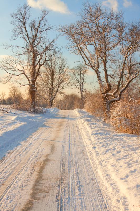 Golden Light on Snowy Lane Christmas Card