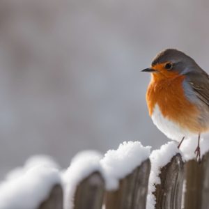 Winter Scene Christmas Cards